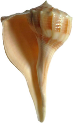 

Divine Temples Indian Right Handed Conch Dakshinavarti (8 cms) Sacred Shankh(Brown)