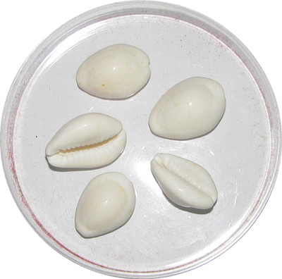 

Omkar White Cowrie Safed Gora Kawdi Kaudi Kowdi Sea Shell (5 Pieces) Sacred Shankh(White)