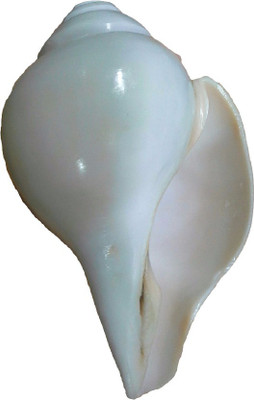 

Divine Temples Blowing Shankh(White)