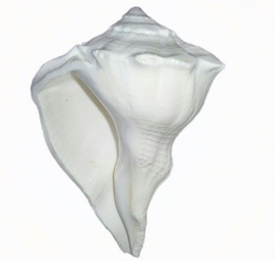 

Divine Temples Dakshinavarti (9 cms) Sacred Shankh(White)