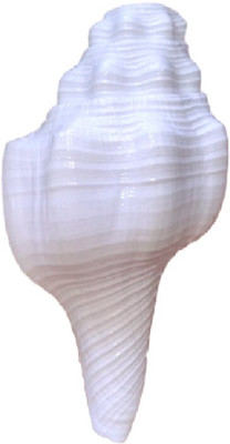 

Divine Temples Vamavarti Dattatrey (10.5 cm) Sacred Shankh(White)