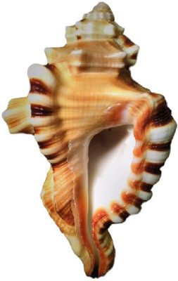 

Divine Temples Rare & Unique Auspicious Ganapati (6.5 cms) Sacred Shankh(Beige)