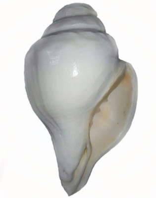 

Divine Temples Vamavarti Blowing Shankh(White)