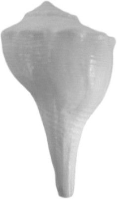 

Divine Temples Small Dakshinavarti - (6) cm Sacred Shankh(White)