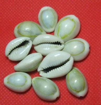 MNA Sacred, Decorative Shankh(Yellow, White)