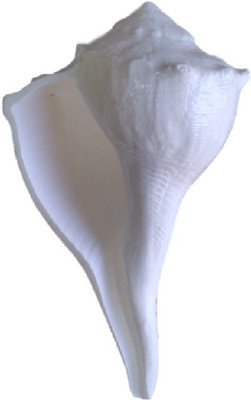 

Divine Temples Auspicious Right Handed Indian Conch (11 cms) Sacred Shankh(White)