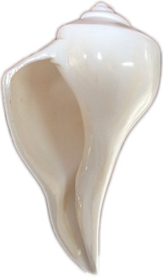 

Sukar Sakthi Dhakshinavarti laxmi pooja 150 gms 14cm length Sacred Shankh(White)
