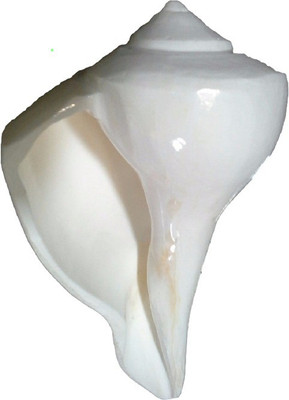 

Divine Temples Dakshinavarti Sacred Pooja (9.5 cm) Sacred Shankh(White)