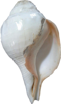 

Divine Temples Raw Unpolished (15 cm) Blowing Shankh(White)