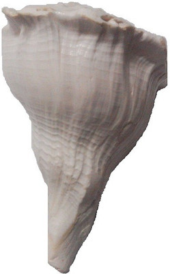 

Pandit NM Shrimali Dakshinavarti Right Handed Sacred, Decorative, Blowing Shankh(White)