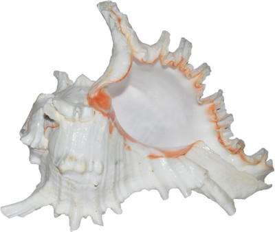 Real Seed Natural Vishnu Vahan Garuda / Elephnat Murex (Chicoreus Ramosus) Conch Sea Shell Blowing Shankh(White)