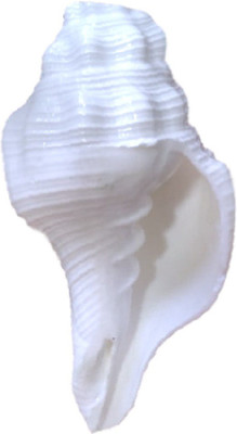 

Divine Temples Natural White Dattatreya (9.5 cms) Blowing Shankh(White)