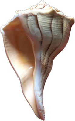 

Sangam creation Blowing Shankh(White)
