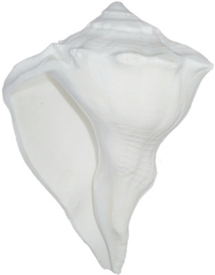 

Narayan Religious Shopee Dakshinavarti Shankh Sacred Shankh(White)