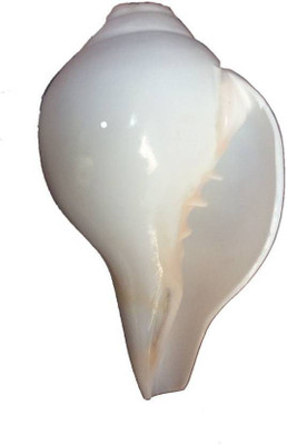 

MNA Blowing Shankh(White)