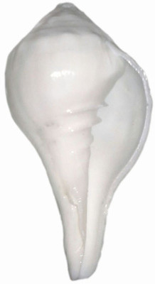 

Divine Temples White (10 cms) Sacred Shankh(White)
