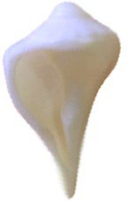 

Divine Temples Dakshinavarti Mini Pooja - (2 cm) Length Sacred Shankh(White)