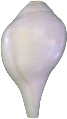 Divine Temples Vamavarti (12 cms) Blowing Shankh(White)