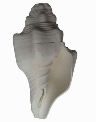 

Divine Temples Unique Blowing Shankh(White)