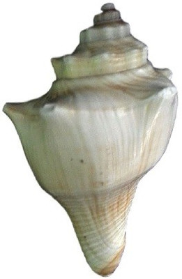 

Divine Temples Vamavarti (8 cms) Sacred Shankh(Beige)