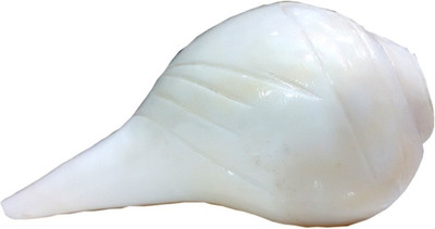 

Narayan Religious Shopee Blowing Shankh(White)