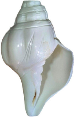 

Divine Temples Unique Engraved Duttatreya (15 cms) Loud Blowing Shankh(White)