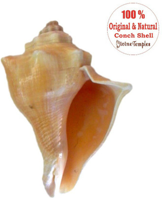 

Divine Temples Auspicious Vamavarti (8 cms) Sacred Shankh(Beige)