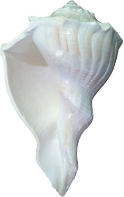 

Divine Temples Auspicious Dakshinavarti with curls (13 cms) Sacred Shankh(White)