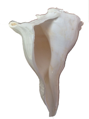 

Sukar Sakthi Dhakshinavarti Laxmi Pooja 17 cms and 338 gms Sacred Shankh(White)