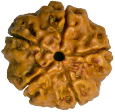 

Five Mukhi Rudraksha Decorative Showpiece - 2 cm(Wooden, Brown)