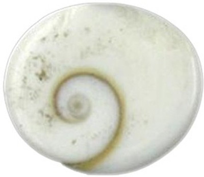 

ByCue Natural Gomti Chakra Decorative Showpiece - 2 cm(Stoneware, White)