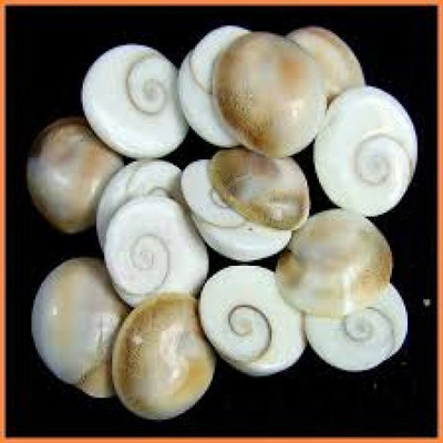 

Sitare 31 Pcs Energized Gomti Chakra Extra Big Size Decorative Showpiece - 1.5 cm(Stoneware, White)