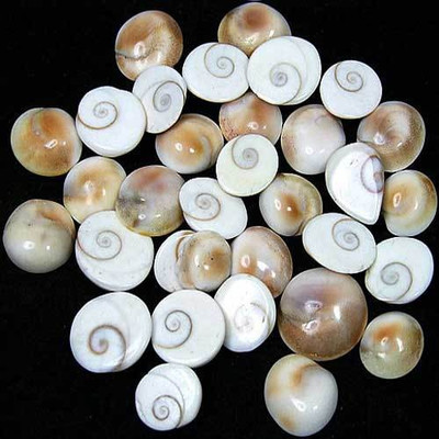 

Sitare Extra Big Natural Gomti Chakra 15 Pcs Decorative Showpiece - 1.5 cm(Stoneware, White)