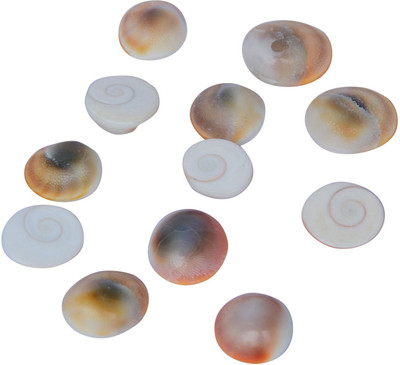 Sanskruti GOMTI CHAKRA Stone