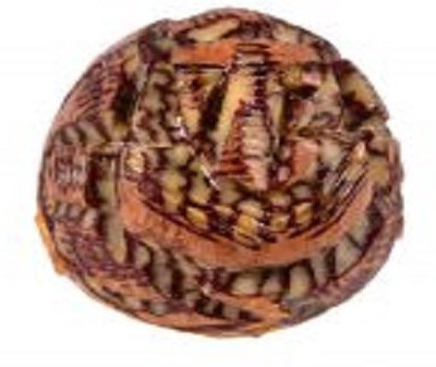 

Numeroastro Supari (Betel Nut) Ganesha Decorative Showpiece - 2.5 cm(Wooden, Brown)