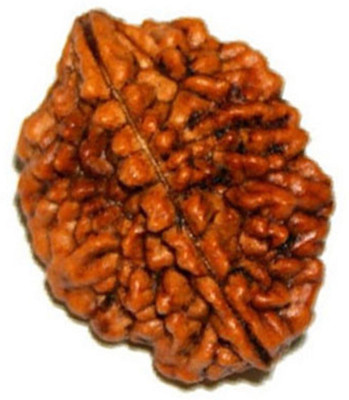 

Two Mukhi Rudraksha Decorative Showpiece - 2 cm(Wooden, Brown)