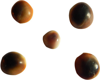 

Numeroastro Natural Gomti Chakra Big (Set Of 5) Decorative Showpiece - 2 cm(Stoneware, Brown)