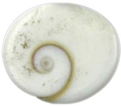 

ByCue Gomati chakra Stoneware Yantra(Pack of 11)