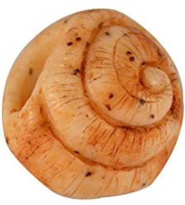 

Dogwood Soaps Shell - Hand-millled, Double-milled, Hand Crafted, Natural Ingredients, Essential Oils Soap(100 g)