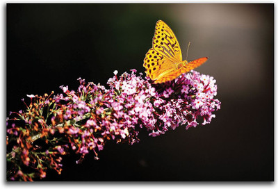 

Artifa  Vinyl Decal Sticker(Pack of 1, Multicolor