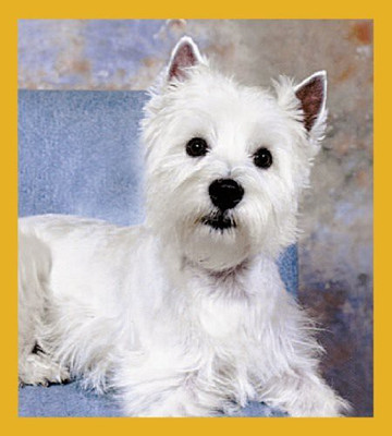 

Gift Trenz "Westie" West Highland Terrier Puppy Magnetic Bookmark(White)