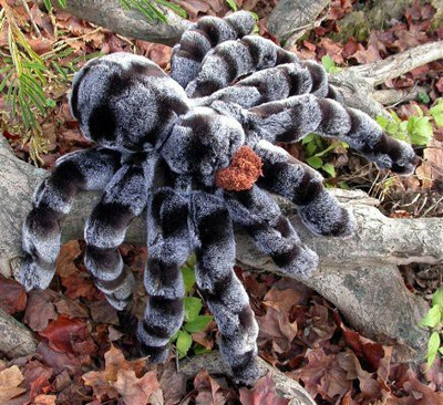 

Sunny Toys 16" Tarantula Hand Puppet - 85 inch(Grey)