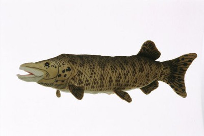 

Cabin Critters Muskellunge 17" Plush Animal Freshwater Fish Collection(Brown)