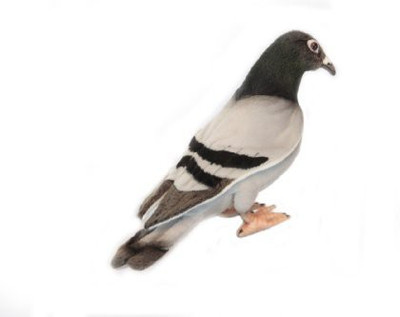 Hansa Pigeon Plush 9" H - 8 inch(White)