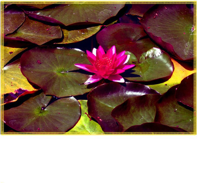 

Leaf Designs Rectangular Pack of 6 Table Placemat(Multicolor, Cotton)
