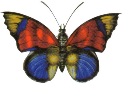 

Smilendeal T2102 Butterfly Temp Body Tattoo - Multi(Butterfly)