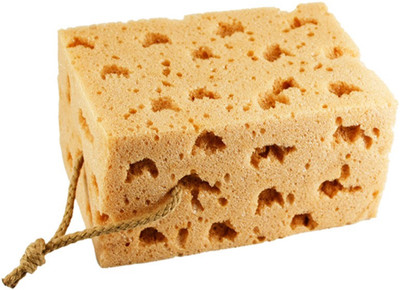 

Evana Sucking Magic Coral Regular Sponge(Pack of 1)
