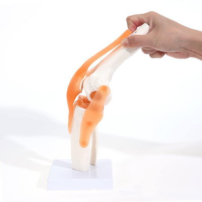 Labgo Medical Knee Joint with Ligaments Model, Human 1:1 Life Size, Skeleton Bendable Anatomical Body Model(Show Movement, for Scientific Studies)