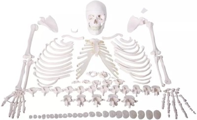 KHANNA TRADERS Disarticulated Human Skeleton anatomical Fiber model Anatomical Body Model(Anatomical Model)
