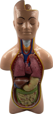 SunLix Human Torso Model Detachable 6 Parts For Educational Purpose Anatomical Body Model(Biological modal)